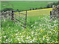 NY9447 : Wildflower meadows by Trevor Littlewood