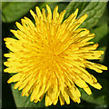 NT1670 : Dandelion (Taraxacum sp) by Anne Burgess