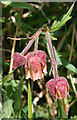 NT1570 : Water Avens (Geum rivale) by Anne Burgess