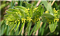 NT1570 : Crosswort (Cruciata laevipes) by Anne Burgess