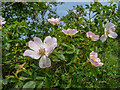 TQ2897 : Wild Roses, Trent Park, Cockfosters, Hertfordshire by Christine Matthews