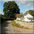 SO3105 : Tree and cottages, Saron Road, Goytre by Jaggery