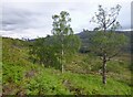 NH3340 : Birch trees, on the slopes of Glen Strathfarrar by Craig Wallace