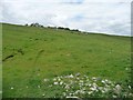 SD9862 : Sheep pasture, west of Tarns Lane by Christine Johnstone