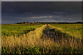 TM4658 : Marshland north of Aldeburgh by Ian Taylor