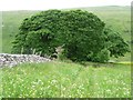 SD8879 : Cowside's sycamore grove, Langstrothdale by Christine Johnstone