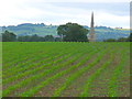 SP2643 : Maize Field at Granby Farm by Nigel Mykura