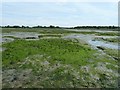 SU8001 : Seaweed covered mudflats, Chichester Channel by Rob Farrow