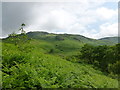 NX4180 : Bracken covered slope by Buchan Burn by Alan O'Dowd