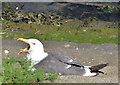 J3474 : Grounded gull, Belfast by Albert Bridge