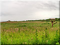 NZ4163 : Whitburn Point Nature Reserve by David Dixon