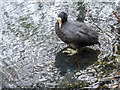 TQ3296 : Male Coot, New River Loop, Enfield by Christine Matthews