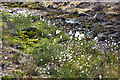 NJ2345 : Bog Cotton by Anne Burgess