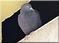 J3474 : Feral pigeon, Belfast (2013-8) by Albert Bridge