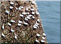 TA1974 : Gannets at Bempton Cliffs by Barbara Carr