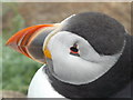 HU4007 : Sumburgh Head: detail of a puffin by Chris Downer