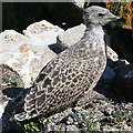 NT1982 : Juvenile Lesser Black-backed Gull (Larus fuscus) by Anne Burgess