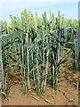 NU0840 : Wheat plants in a field by Graham Robson