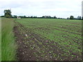 SU1984 : Field Alongside the A419 by Nigel Mykura