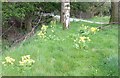 NT4036 : Cowslips at Thornielee by Barbara Carr