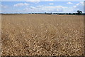 SO5024 : Field of oil seed rape by Philip Halling