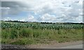 TF3363 : Corn [maize] field, north-east of Chapel Lane by Christine Johnstone