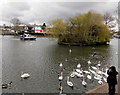 SU9677 : Swans, Canada geese and Firework Ait, Windsor by Jaggery