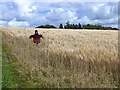 NO2151 : Scarecrow in barley field by Oliver Dixon