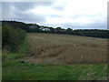 SK8633 : Crop field east of Casthorpe Road by JThomas