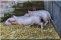 TL3451 : Piglets, Home Farm, Wimpole Hall, Cambridgeshire by Christine Matthews