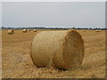 TF1305 : Freshly harvested field near Etton by Paul Bryan