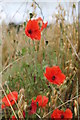 SK3299 : Poppies at Wortley by Dave Pickersgill