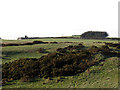 NT9557 : Site of homestead, Moorside by Stephen Craven