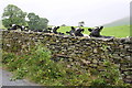 SD6395 : Inquisitive cows, Howgill Lane south of Gate Side by Roger Templeman