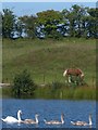 SO1711 : Swans on Lower Boat Pond by Robin Drayton