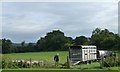 SO3407 : Preparing to move the sheep, Pistyll Farm by Christine Johnstone