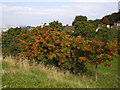 TQ3977 : A bumper crop of rowan berries by Stephen Craven