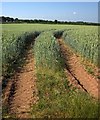 SS7915 : Tramlines in wheat near Dart Raffe Farm by Derek Harper