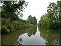 SU1862 : Trees lining the Kennet & Avon canal by Christine Johnstone