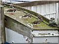 SX9256 : Turnstones at Brixham Harbour by Derek Voller