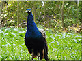 TM3569 : Peacock on Church Lands Trust field by Geographer