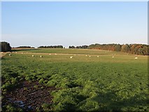  : Sheep pasture, Brothershiels by Richard Webb