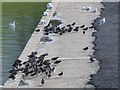 SD3248 : Turnstones and black-headed gulls by Barbara Carr