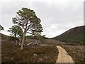 NO0393 : Path, Gleann Laoigh Bheag by Richard Webb