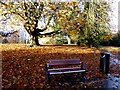 H4573 : Fallen leaves, Grange Park, Omagh by Kenneth  Allen