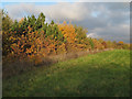 TQ5689 : Autumn colours in Pages Wood by Roger Jones