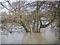 SP2965 : Alder under water, River Avon in spate by Robin Stott