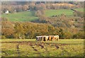 SY3496 : Cattle near Higher Wyld Farm by Derek Harper