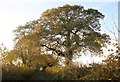 SY3396 : Oaks, Monkton Wyld Lane by Derek Harper