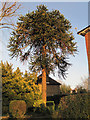 TQ8833 : Monkey Puzzle tree on Ashford Road, Tenterden by Julian P Guffogg